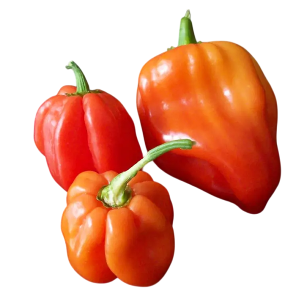 Semințe de chilli hibrid Capsicum chinense x frutescens 10 buc piper iute cu fructe roșii și portocalii pentru semănat și cultivare