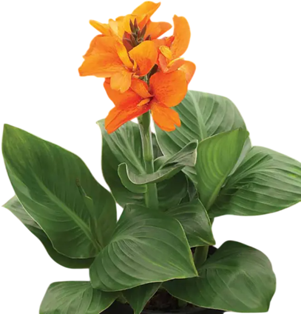Semințe de dosna Jaeger Canna jaegeriana 5 bucăți plantă perenă tropicală cu flori portocalii pentru semănat și cultivare ornamentală în grădină