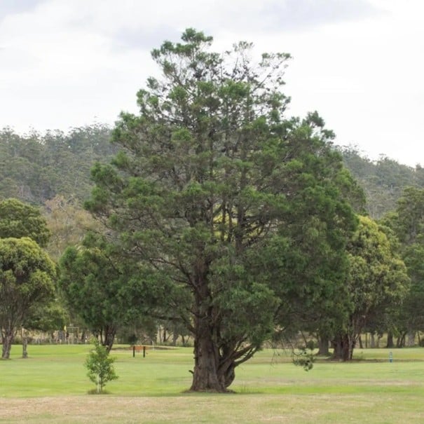 Semințe de kalitra kosočtvereță Callitris rhomboidea 10 bucăți, brad australian cu coroană verde intensă pentru semănat și cultivare ornamentală