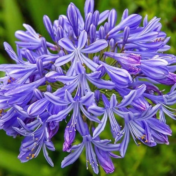 Semințe de kalokvet Agapanthus praecox subsp. praecox, 20 buc, perenă cu flori globulare de culoare albastru-violet, plantare pentru grădină și terasă
