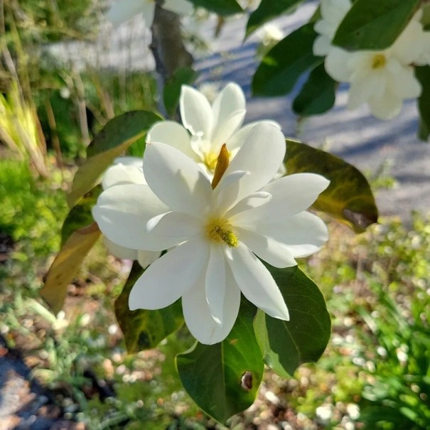 Semințe de magnolie Magnolia doltsopa 50 buc Flori albe parfumate cu mijloc galben Copac exotic înfloritor Pentru seră și grădină de iarnă