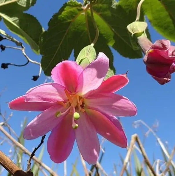 Semințe de mușcată Passiflora tripartita 10 buc Andină cățărătoare taxo cu flori roz și fructe comestibile Pentru seră și suport 1