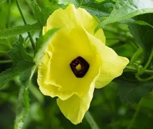 Semințe de okra ornamentală Abelmoschus moschatus Musk Mallow, 100 buc, Okra ornamentală, păstăi verzi în formă de stea, grădină și colecție de plante
