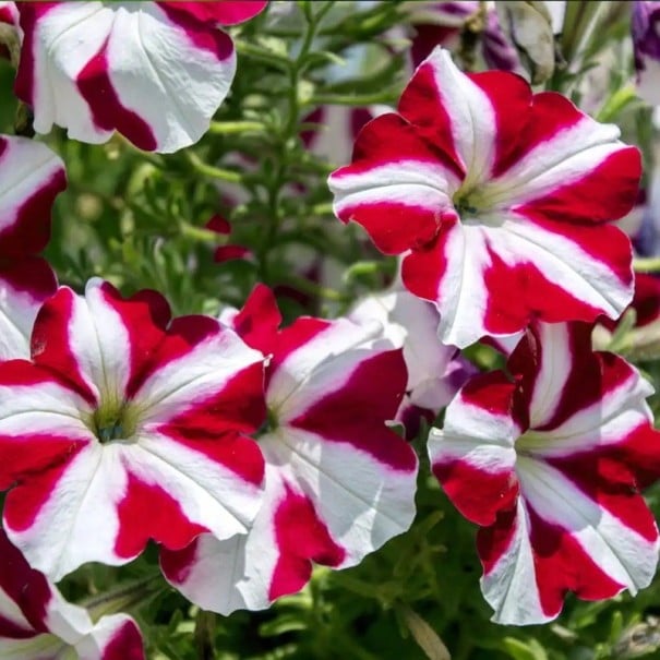 Semințe de petunie multiflora cu flori mici Mix, ambalaj de cca 800 bucăți, Petunia multiflora F2 hibrid pentru grădină, ghiveci și balcon