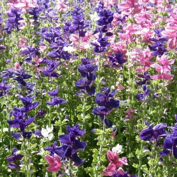 Semințe de salvie tricoloră, ambalaj cca 100 buc, Salvia horminum, plantă anuală cu bractee decorative pentru grădină, rabat și buchete