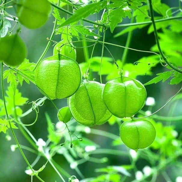 Semințe de srdcosemen Cardiospermum halicacabum 10 bucăți plantă rară cățărătoare cu fructe în formă de balon pentru semănat în grădină sau în vase
