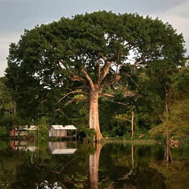 Semințe de vlnovec pătimaș Ceiba pentandra 10 buc tropic gigant cu coroană verde pentru cultivare în grădină sau în ghiveci copac exotic