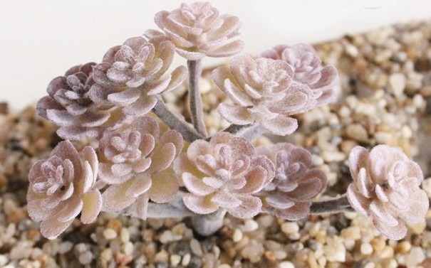 Succulent artificiel 18