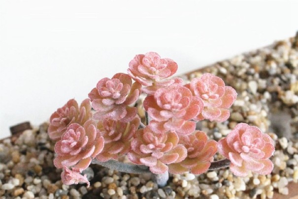 Succulent artificiel 19