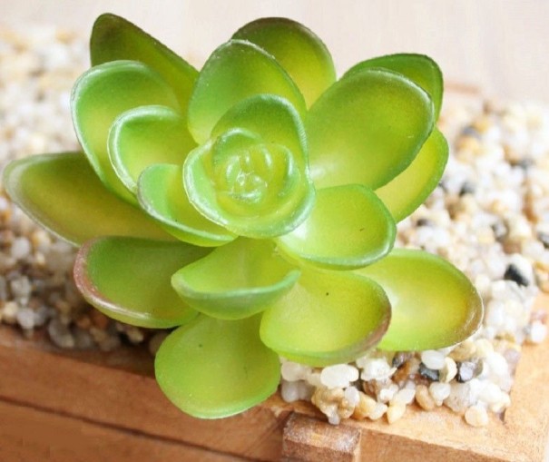Succulent artificiel C580 5