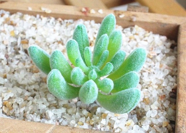 Suculenta artificial 7