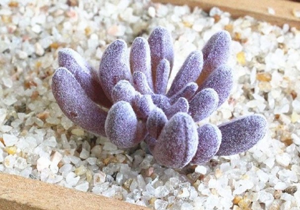 Suculenta artificial 9