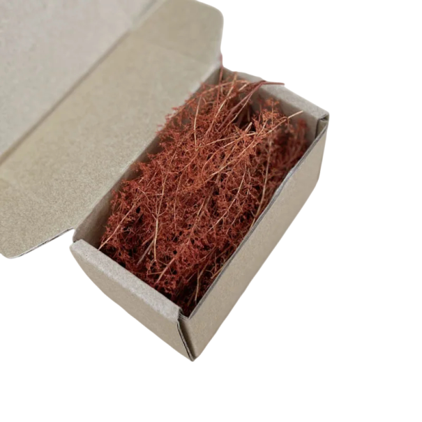 Sušené modelové rostliny v krabičce 10,5 × 5,3 × 5,3 cm Přírodní dekorace pro dioráma a modelovou krajinu 1