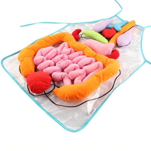 Tablier d'enfant avec organes autocollants 1