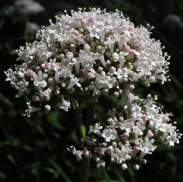 Valerianfrø Valeriana officinalis 200 stk Helbredende urt med hvid-lyserøde blomster og rod Til bed og krydderhave 1