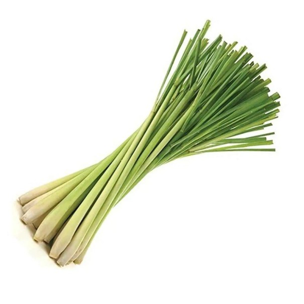 Velké balení semínek voňatka ohnutá Cymbopogon flexuosus 500 ks zelená aromatická tráva pro hromadné pěstování a destilaci 1