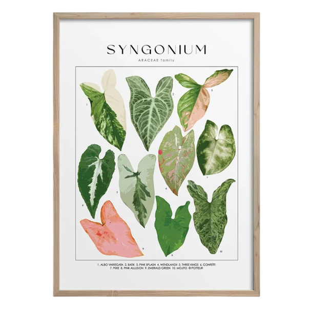 Velkoformátový plakát na zeď syngonium botanické listy 50 × 70 cm tisk na plátno zeleno bílý přírodní motiv dekorace do interiéru bez rámu 1