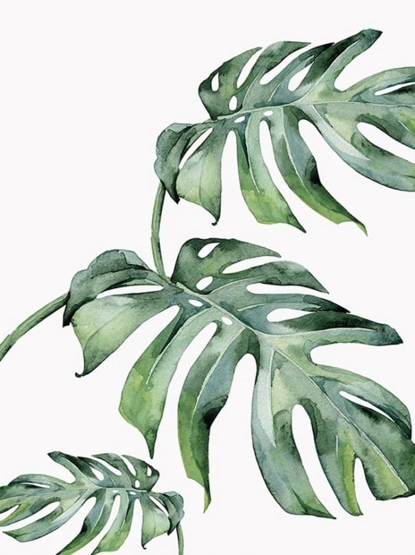 Velký dekorativní plakát na stěnu listy monstery 50 x 75 cm tisk na plátno zelený botanický motiv bytová dekorace bez rámu 1