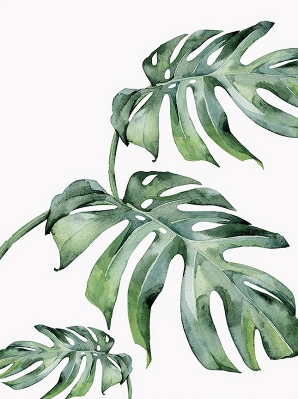 Velký nástěnný plakát s listy monstery 40 x 60 cm plátěný tisk zelený botanický motiv dekorace do interiéru bez rámu 1