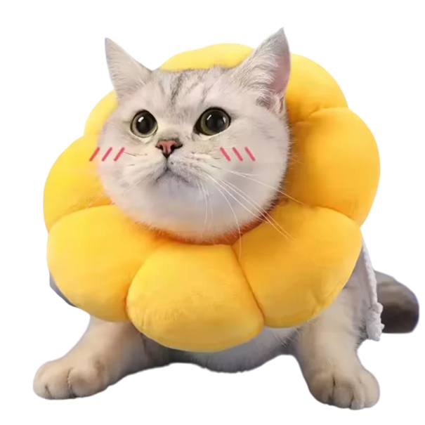 Wasserfester Schutzkragen für Katzen über 6 kg in Form einer Sonnenblume Weicher Plüschkragen gegen Beißen und Lecken Wundheilung Größe L 1