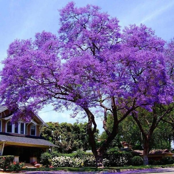 Zaadjes van paulownia Paulownia elongata 100 stuks Snelgroeiende sierboom met paarse buisvormige bloemen Voor in de tuin en als solitair 1