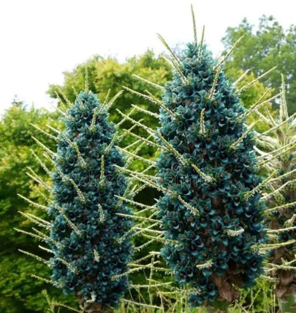 Zaden van de plant Puya alpestris 40 stuks Sierplant met turquoise blauwe bloemen en oranje meeldraden Voor teelt en in de kas 1
