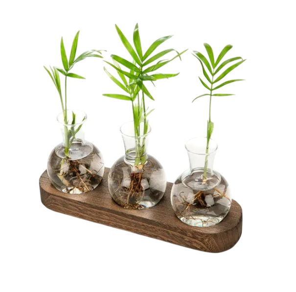 Zestaw 3 szt. wazonów w kształcie bańki 9 cm Drewniana podstawa 24 x 7 x 2,5 cm Hydroponiczny wazon do rozmnażania roślin Szkło i drewno dekoracja terrarium 1