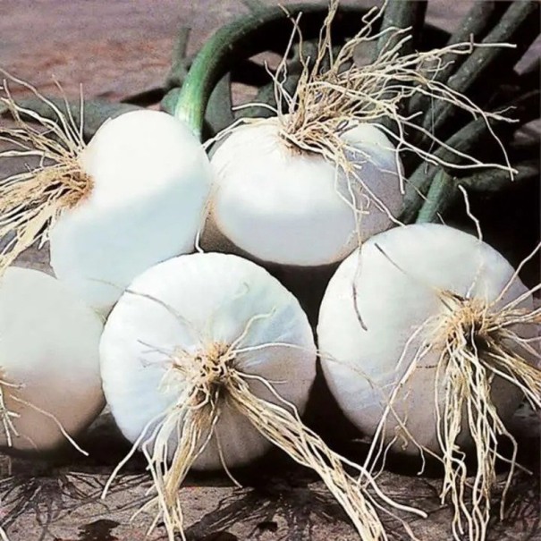 Zwiebel-Samen Allium cepa Bianca di Giugnio, 5 Stk, italienische weiße Sorte mit runden Zwiebeln, Pflanzung im Garten 1