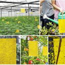 10 stk. dobbeltsidede klæbeposer til insekter 20 x 15 cm Klæbepuder mod fluer, myg og møl Giftfri beskyttelse af hjemmet og haven 4