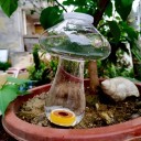 Självbevattnande svampset med keramisk spets för blommor transparent svamp krukväxtbevattnare 3