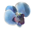 Hårklämma Phalaenopsis med pärla Blomsterorkidé Fjäril Slips Elegant håraccessoar Stylingklämma Tyg 4