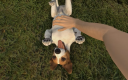 Pets Hotel EU PS5 CD Nyckel CD nyckel 7