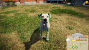 Animal Shelter PC Steam CD Nyckel 2