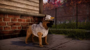 Animal Shelter 2 PC Steam-konto 2