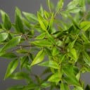 Konstgjord nandina hemma träd 140 cm dekorativ växt med 3 grenar för hem, kontor och modern inredning 2