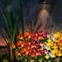 Solární LED lampa s květinami z hedvábného materiálu, sluneční energie, ideální pro zahradu a dvůr 8