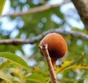 Frön av Adansonia madagascariensis, 5 st, sällsynt madagaskisk baobab, exotiskt inomhusträd för samlare och bonsai 2