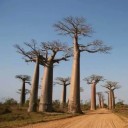 Frön av Adansonia madagascariensis, 5 st, sällsynt madagaskisk baobab, exotiskt inomhusträd för samlare och bonsai 4