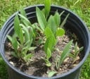 Frö av purpur echinacea Echinacea purpurea 100 st robust perenn med rosa blommor för stora rabatter och präriplantningar 3