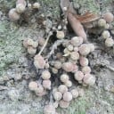 Semená Fíkovníku Ficus Semicordata 5 ks Zelené Listy Okrasný Strom Bonsai Pokojová Rastlina Pre Pestovanie V Byte Aj Na Záhradu 2