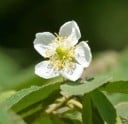 Fröer Muntingia calabura 5000 st Exotiskt träd jamaicansk körsbär med röda frukter och vita blommor För växthus och odling i kruka 2