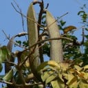 Frön Oroxylum indicum 10 st Exotiskt träd med långa sablar och ätbara unga frukter För växthus och vinterträdgård 2