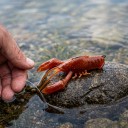 Gummibait kräfta 6 cm med krok Mjuk kräfta med rörliga klor och antenner För spinnfiske av rovfiskar vid botten och i strömmen 5