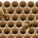 Hækketrubler til ensomme bier 100 stk 15 cm Diameter på åbning 8 mm Papirtrubler til insekthotellet Til murbier og bestøvere 4
