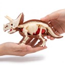 Modello anatomico di Triceratopo da assemblare Scheletro Organi e corpo Lunghezza 15 cm Altezza 7,5 cm Costruzione in plastica con scena Giocattolo 2