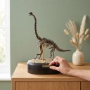 Modèle de squelette de brachiosaure à assembler sur un socle rond Longueur 15 cm Hauteur 21 cm Kit de construction en plastique fossile Décoration 3