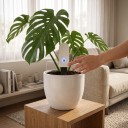 Higrómetro de suelo inteligente Zigbee 3.0 151 x 30 x 20 mm Sensor inalámbrico de humedad del suelo, temperatura y humedad del aire para Tuya y Home 4