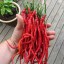 20 ks semienok chilli Pálivá paprika THUNDER MOUNTAIN LONGHORN chilli semená červená Capsicum annuum ľahké pestovanie 2