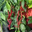 20 ks semienok chilli Pálivá paprika THUNDER MOUNTAIN LONGHORN chilli semená červená Capsicum annuum ľahké pestovanie 5
