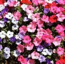 2000 pz semi di Petunia a fiore grande ricadente ideale per balconi in vaso facile da coltivare mix di colori 3